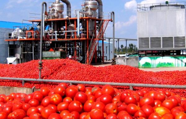 مختصری درباره فرآیند تولید رب گوجه فرنگی